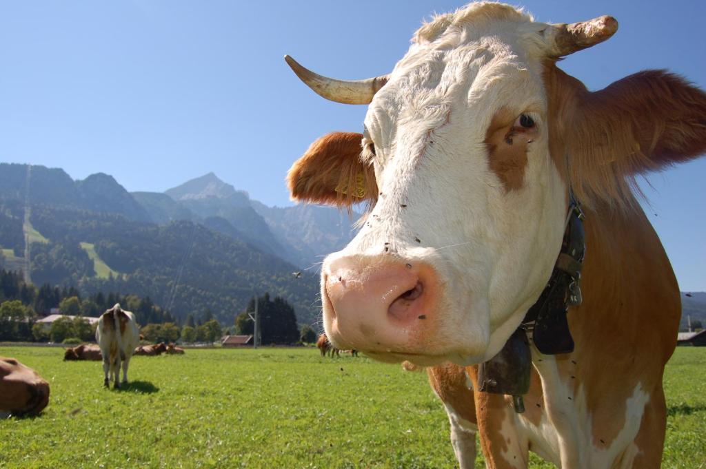 Zur Schoenen Aussicht Hotel Garni Garmisch-Partenkirchen Luaran gambar